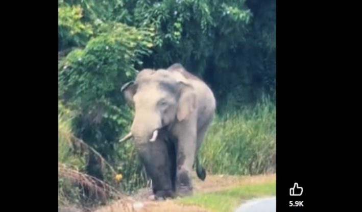 Sulong si gajah sudah masuk ke hutan Kelantan selepas berhari-hari dilihat di JRTB