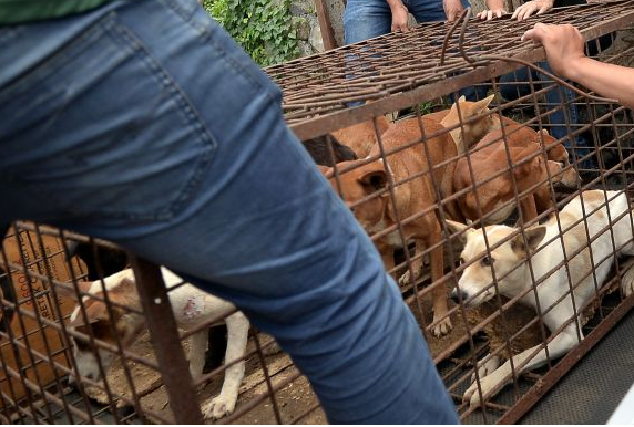 Daging anjing dijual secara haram di Singapura?
